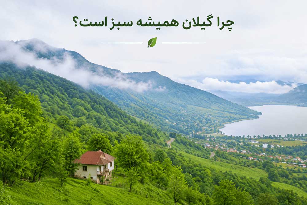 why-is-gilan-evergreen